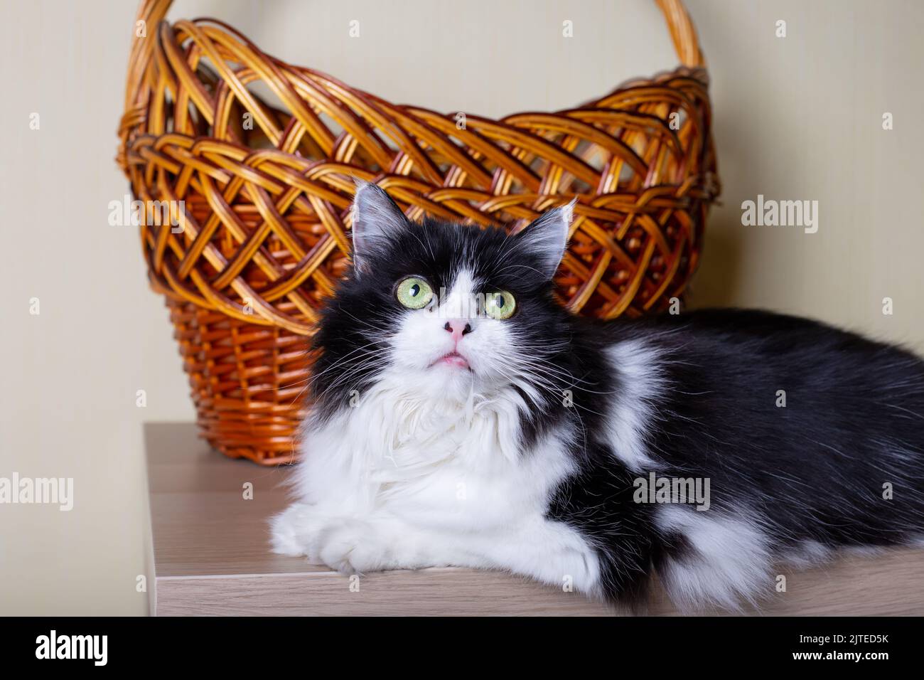 Bella razza persiana gatto sullo sfondo del cesto. Colore bianco e nero, occhi verdi. METIS. Primo piano. Foto Stock