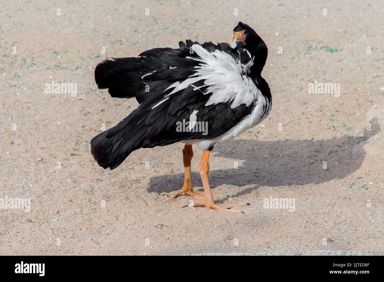 Magpie Goose of australia nel parco di riyadh Foto Stock