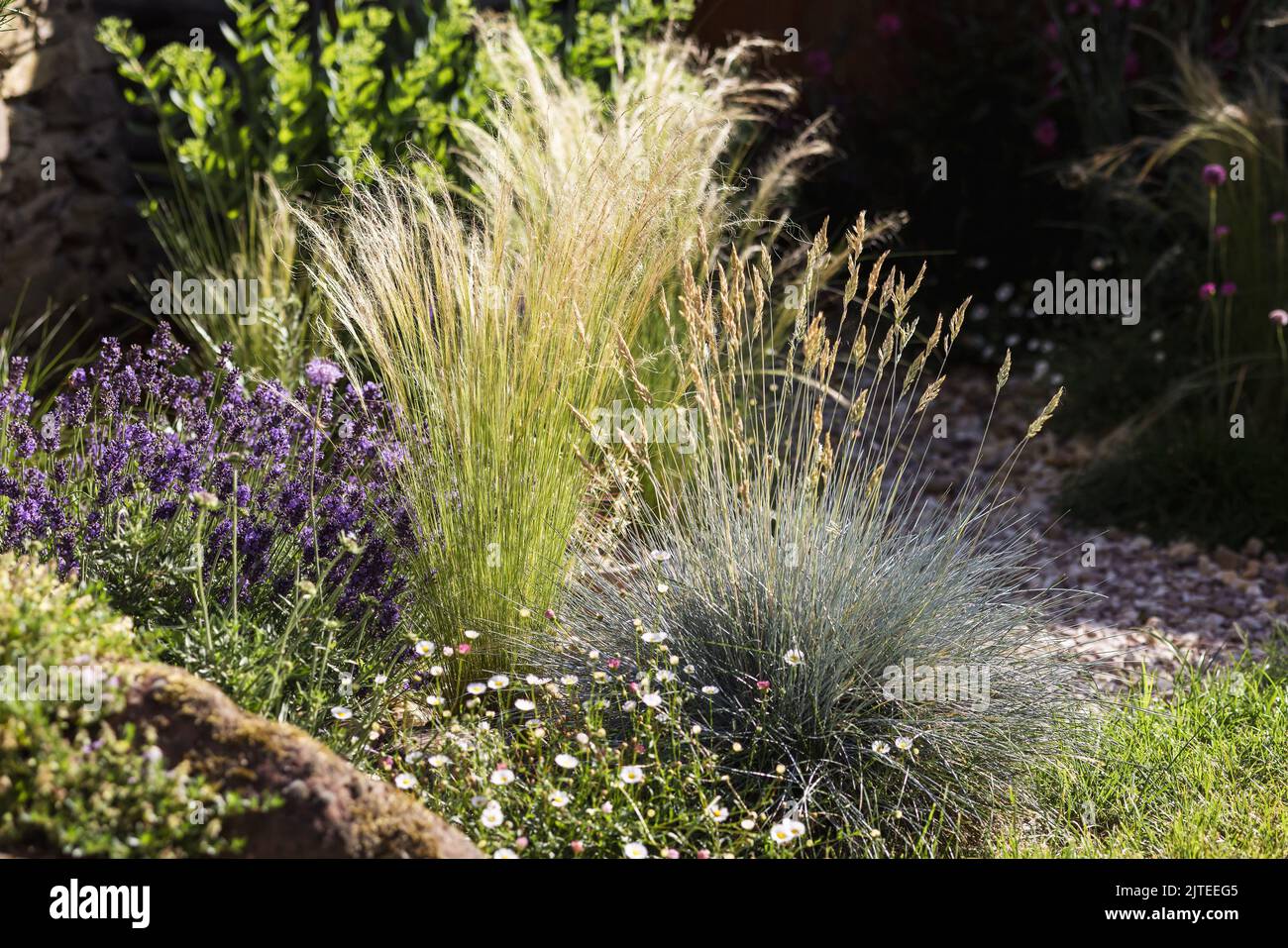 Letto da giardino con diversi tipi di erba Foto Stock