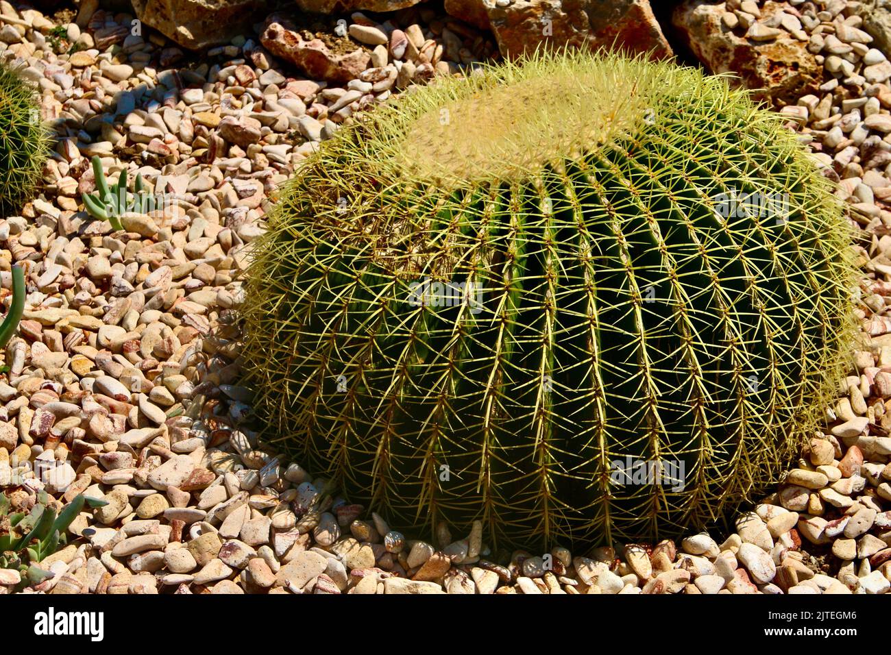 palla d'oro cactus Foto Stock