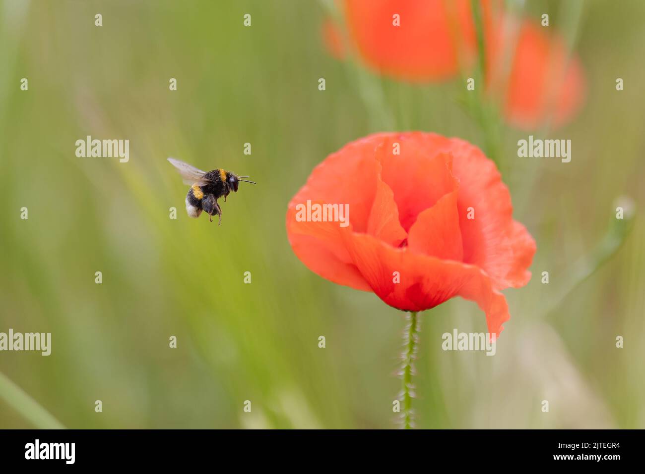 bumblebee vola verso un fiore di papavero Foto Stock