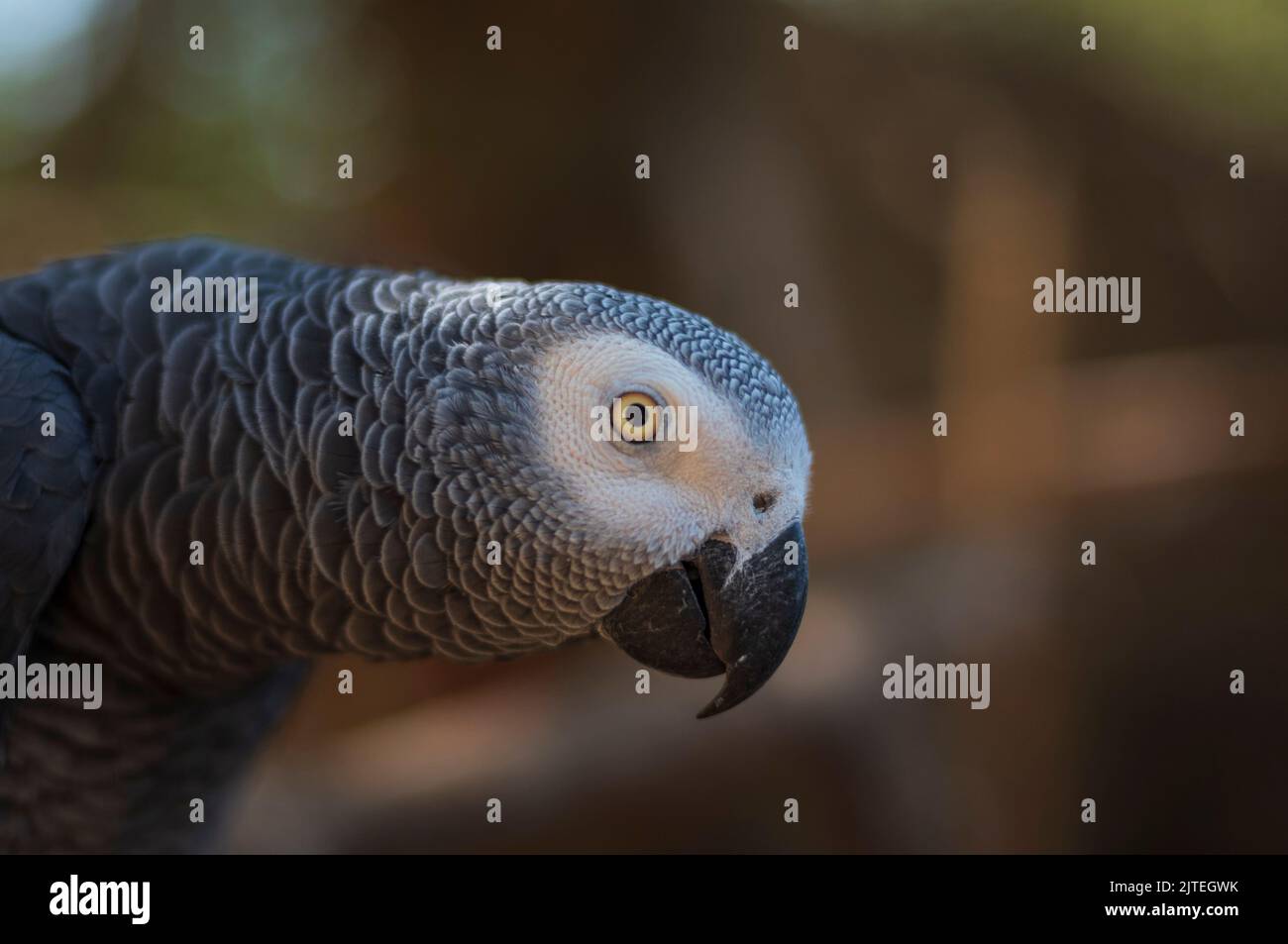 Primo piano di una testa di pappagallo grigia su uno sfondo sfocato Foto Stock