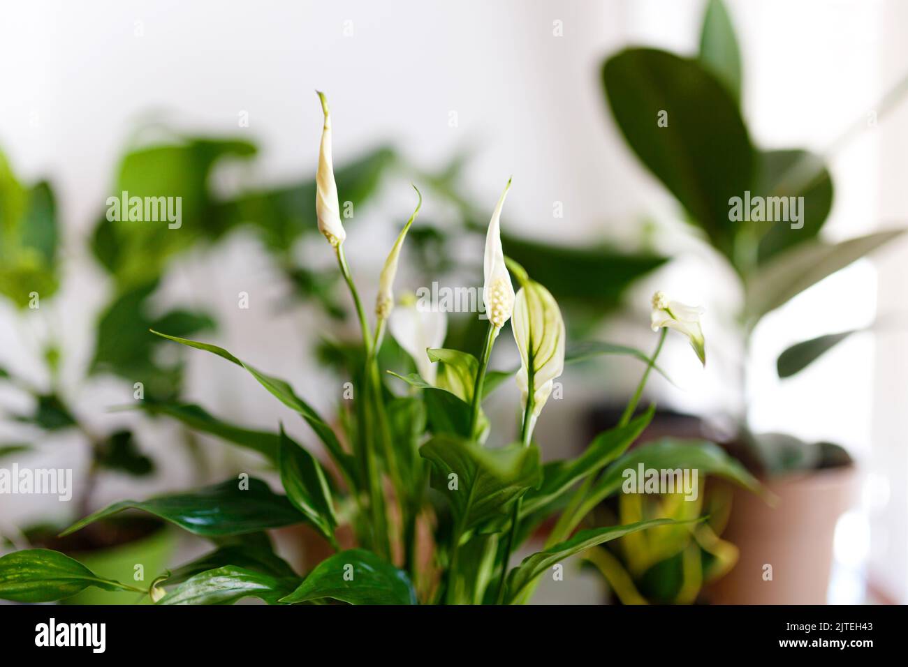 Una collezione di diverse piante di casa-monstera, spathiphyllum contro un muro bianco. Piante domestiche in un interno moderno. Foto Stock