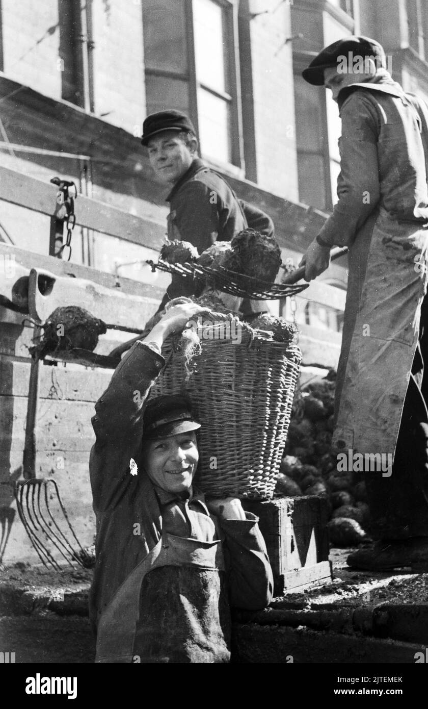 Eintreffen von Kohlrüben und Verteilung durch Mitglieder des FDGB a Berlino, Germania 1947. Foto Stock