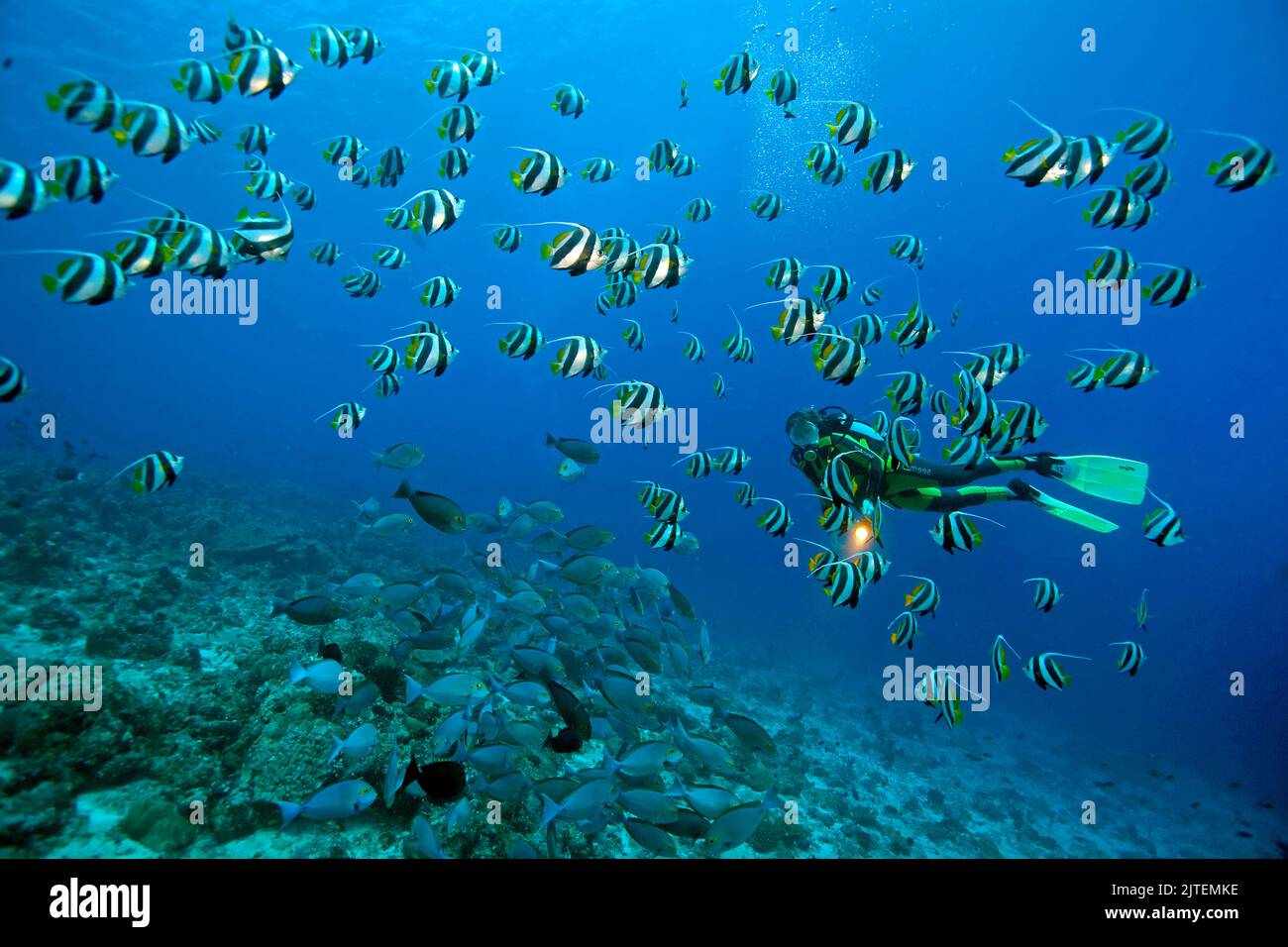 Scuba subacqueo guarda un Bannerfish scuola (Heniochus difreutes), Sud Male Atoll, Maldive, Oceano Indiano, Asia Foto Stock