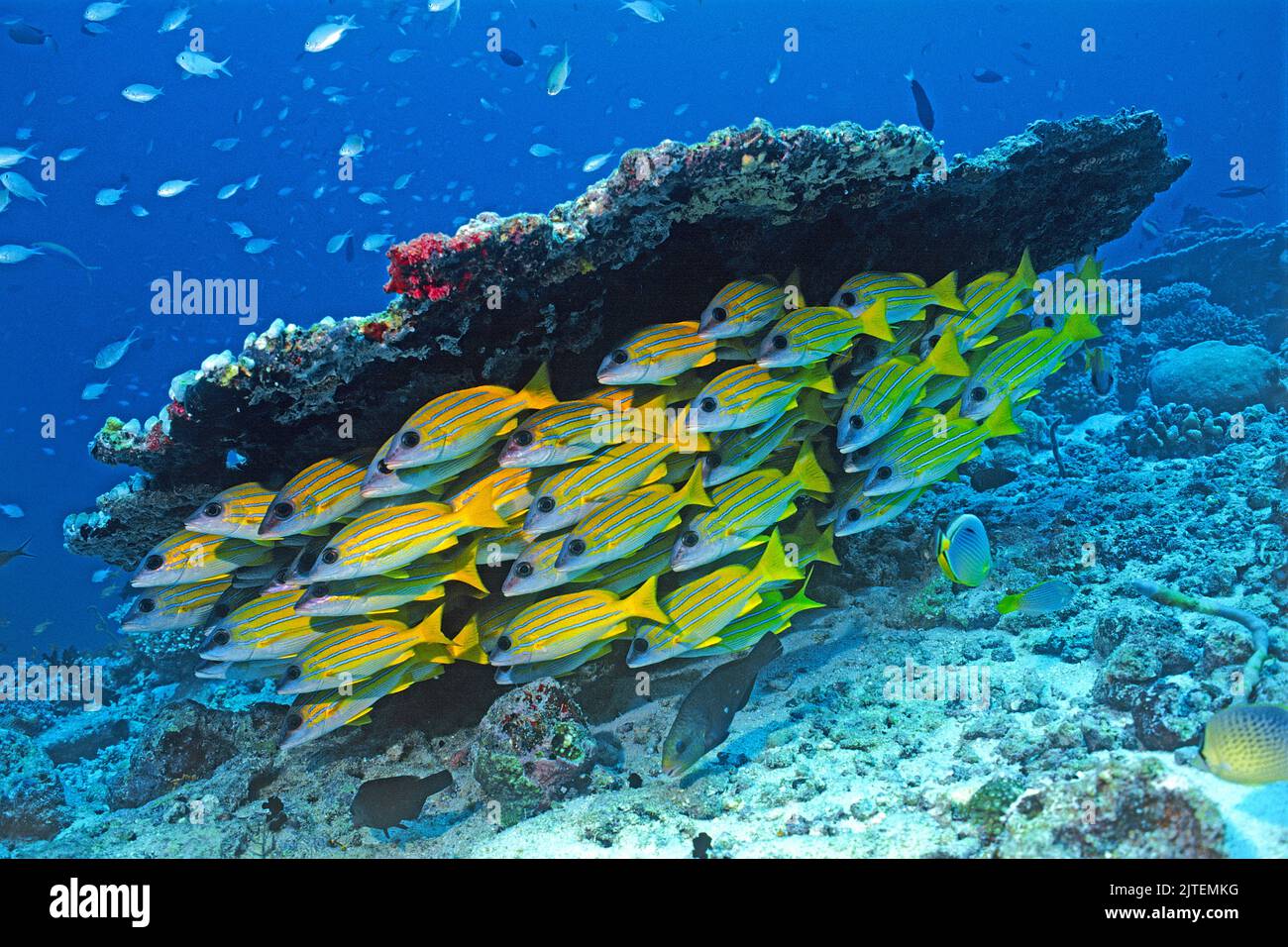 Bluestriped snappers (Lutjanus kasmira), scuola sotto un corallo da tavolo, Maldive, Oceano Indiano, Asia Foto Stock