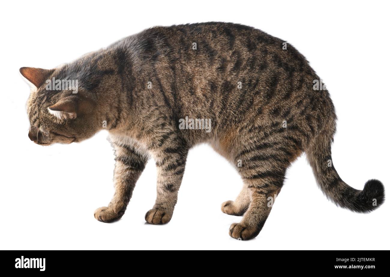 Gatto europeo isolato su sfondo bianco. Home grigio a righe marrone. Foto Stock