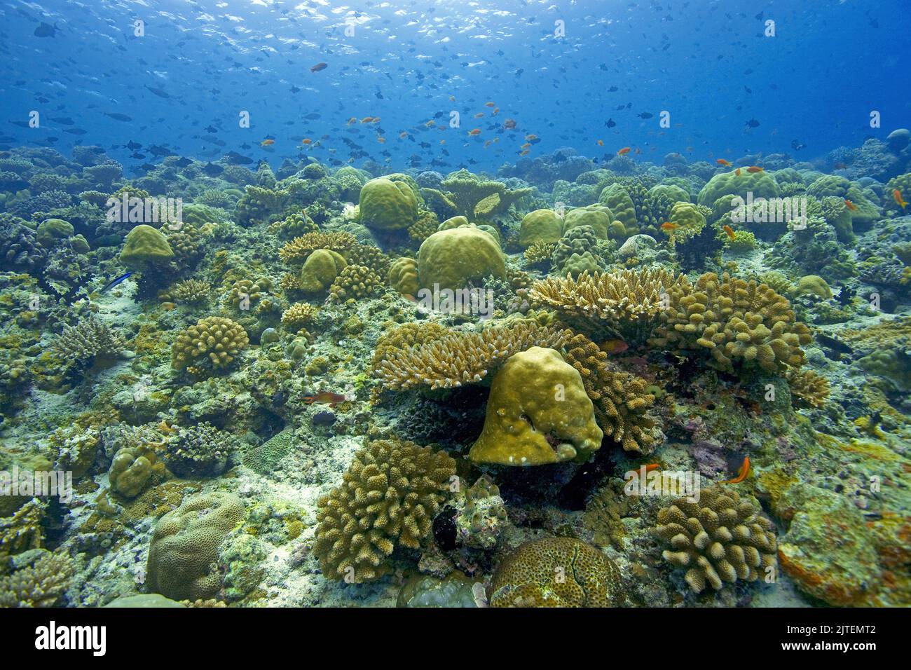 Barriera corallina intatta con coralli di pietra dominanti, Maldive, Oceano Indiano, Asia Foto Stock