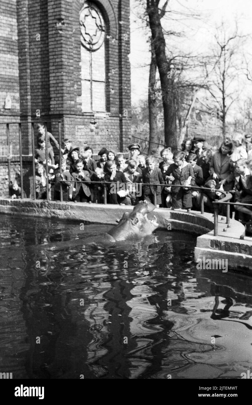 Frühlingssonne über Berlino: Menschenmenge erfreut sich am badenden Flusspferd Knautschke im Nilpferdgehege im Zoo Berlin, Deutschland 1947. Foto Stock