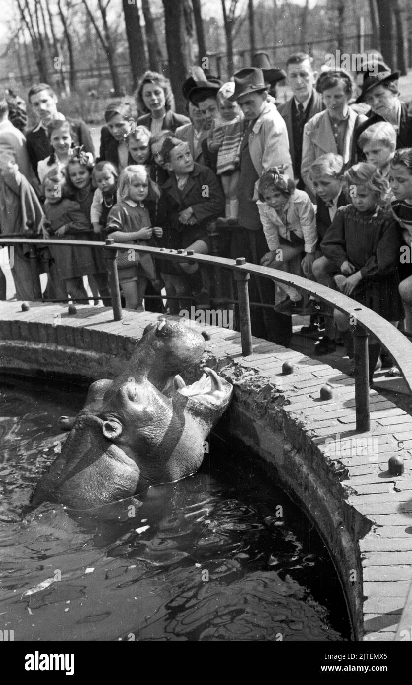 Frühlingssonne über Berlino: Menschenmenge erfreut sich am badenden Flusspferd Knautschke im Nilpferdgehege im Zoo Berlin, Deutschland 1947. Foto Stock