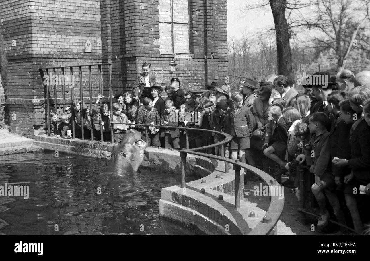 Frühlingssonne über Berlino: Menschenmenge erfreut sich am badenden Flusspferd Knautschke im Nilpferdgehege im Zoo Berlin, Deutschland 1947. Foto Stock