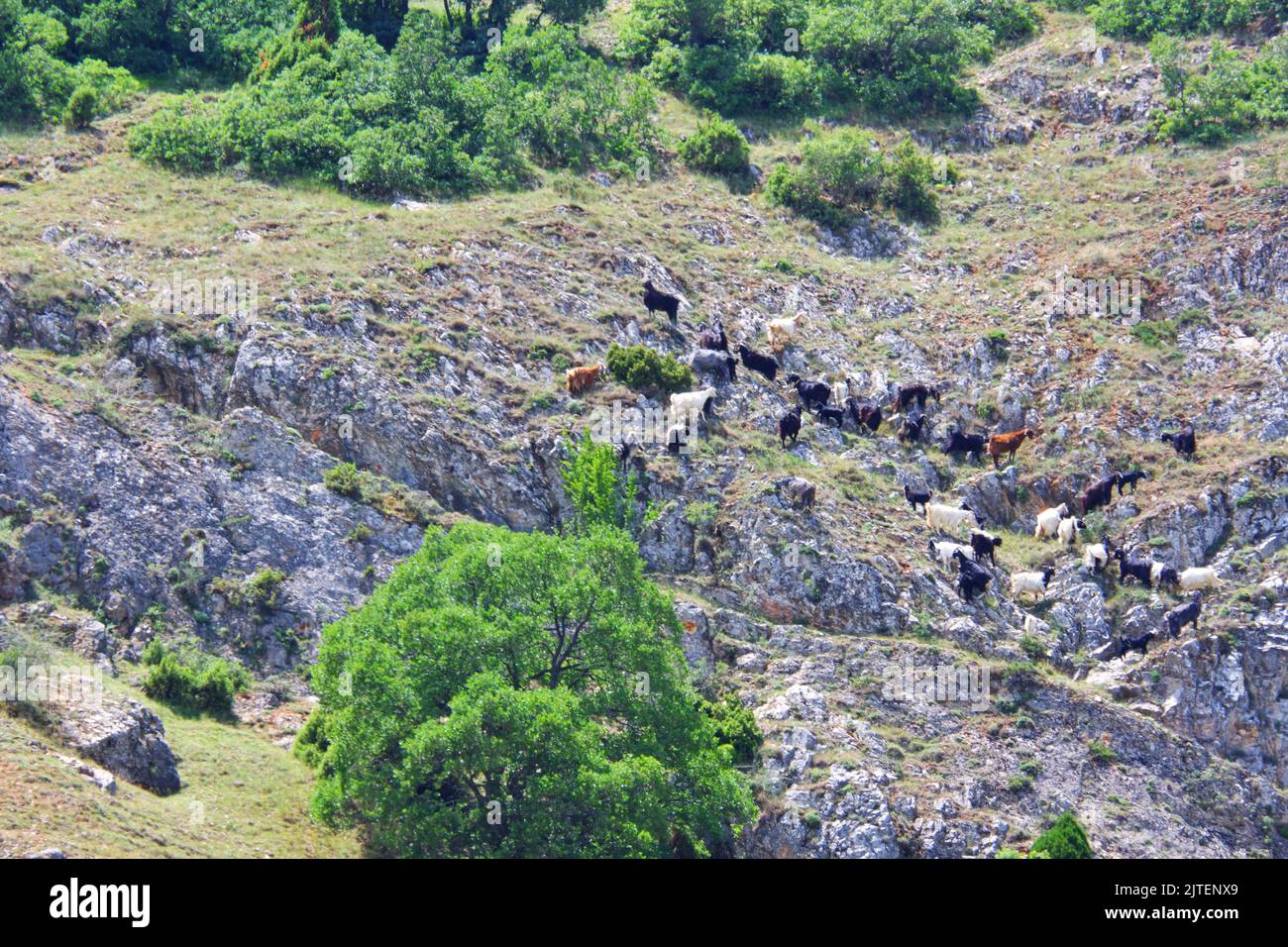 Capre a terra rocciosa in collina tra pietre e alberi in una giornata di sole estate all'aperto Foto Stock