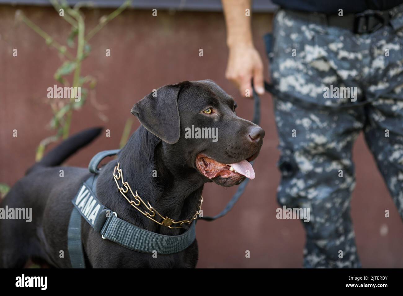 Bucarest, Romania - 30 agosto 2022: Ufficiale della dogana rumena treno un cane di servizio per rilevare droghe e munizioni vicino ad una macchina durante un trapano e. Foto Stock