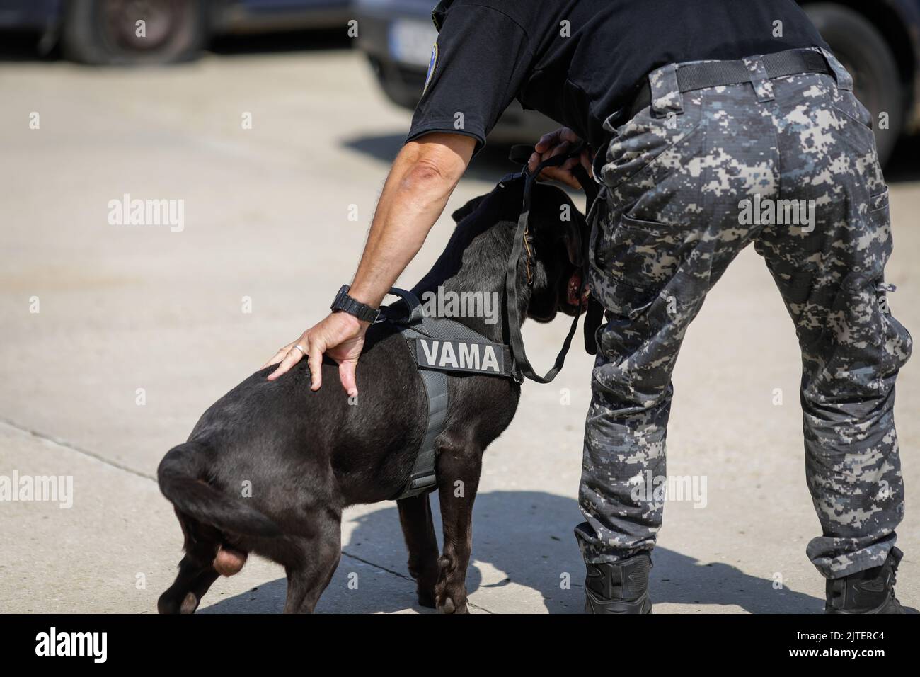 Bucarest, Romania - 30 agosto 2022: Ufficiale della dogana rumena treno un cane di servizio per rilevare droghe e munizioni vicino ad una macchina durante un trapano e. Foto Stock