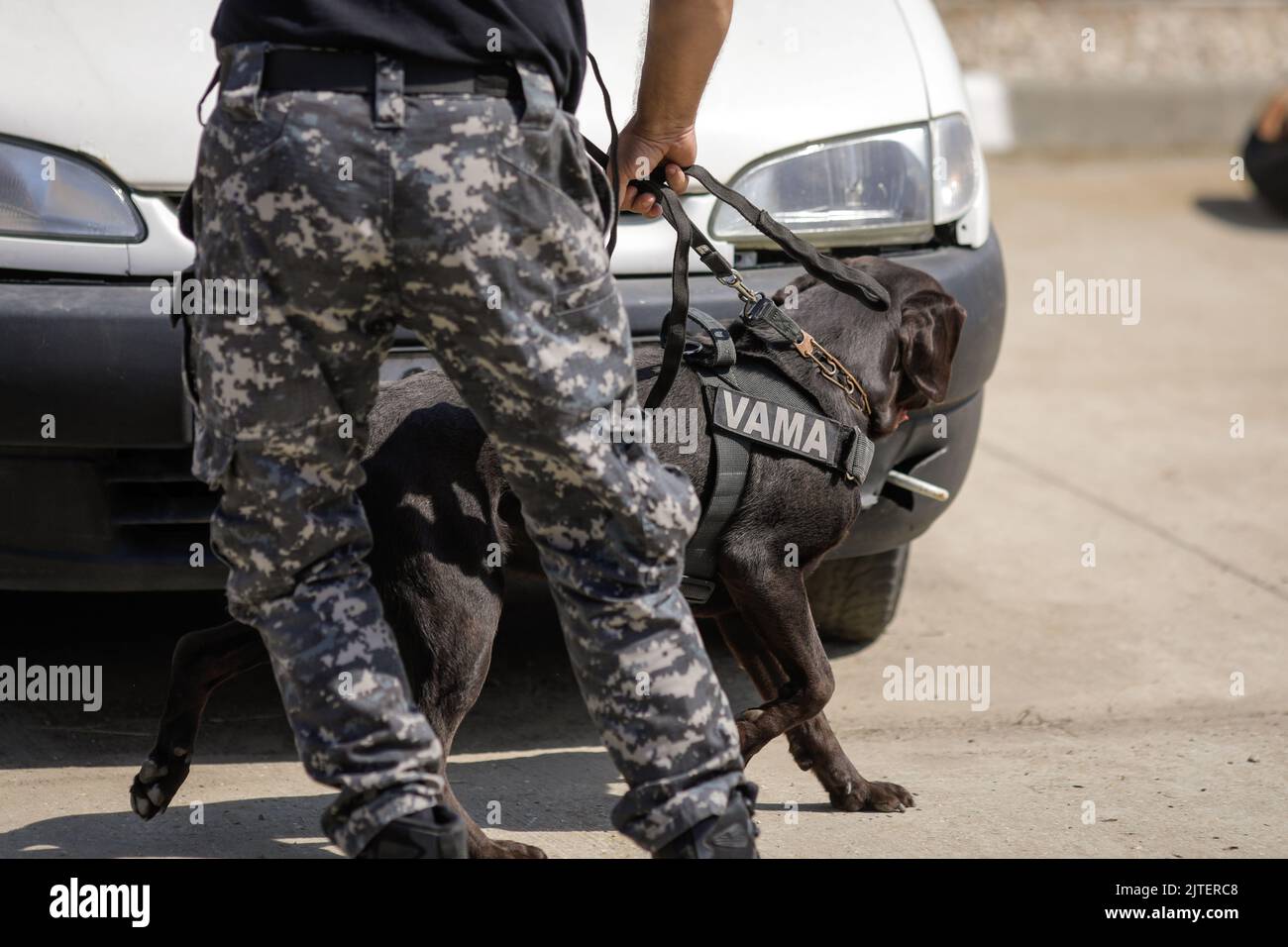 Bucarest, Romania - 30 agosto 2022: Ufficiale della dogana rumena treno un cane di servizio per rilevare droghe e munizioni vicino ad una macchina durante un trapano e. Foto Stock