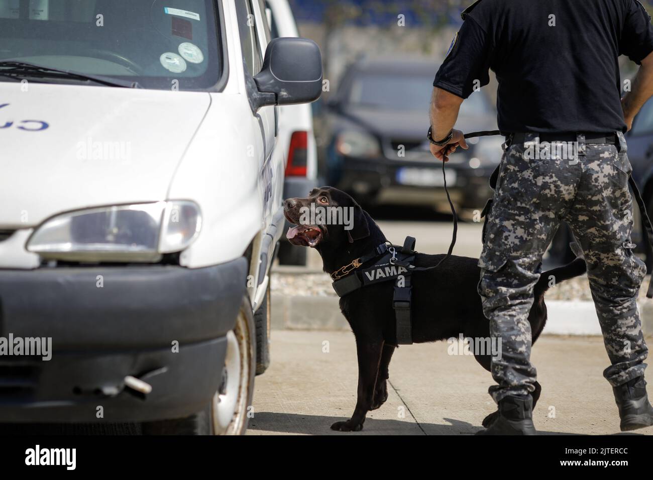 Bucarest, Romania - 30 agosto 2022: Ufficiale della dogana rumena treno un cane di servizio per rilevare droghe e munizioni vicino ad una macchina durante un trapano e. Foto Stock