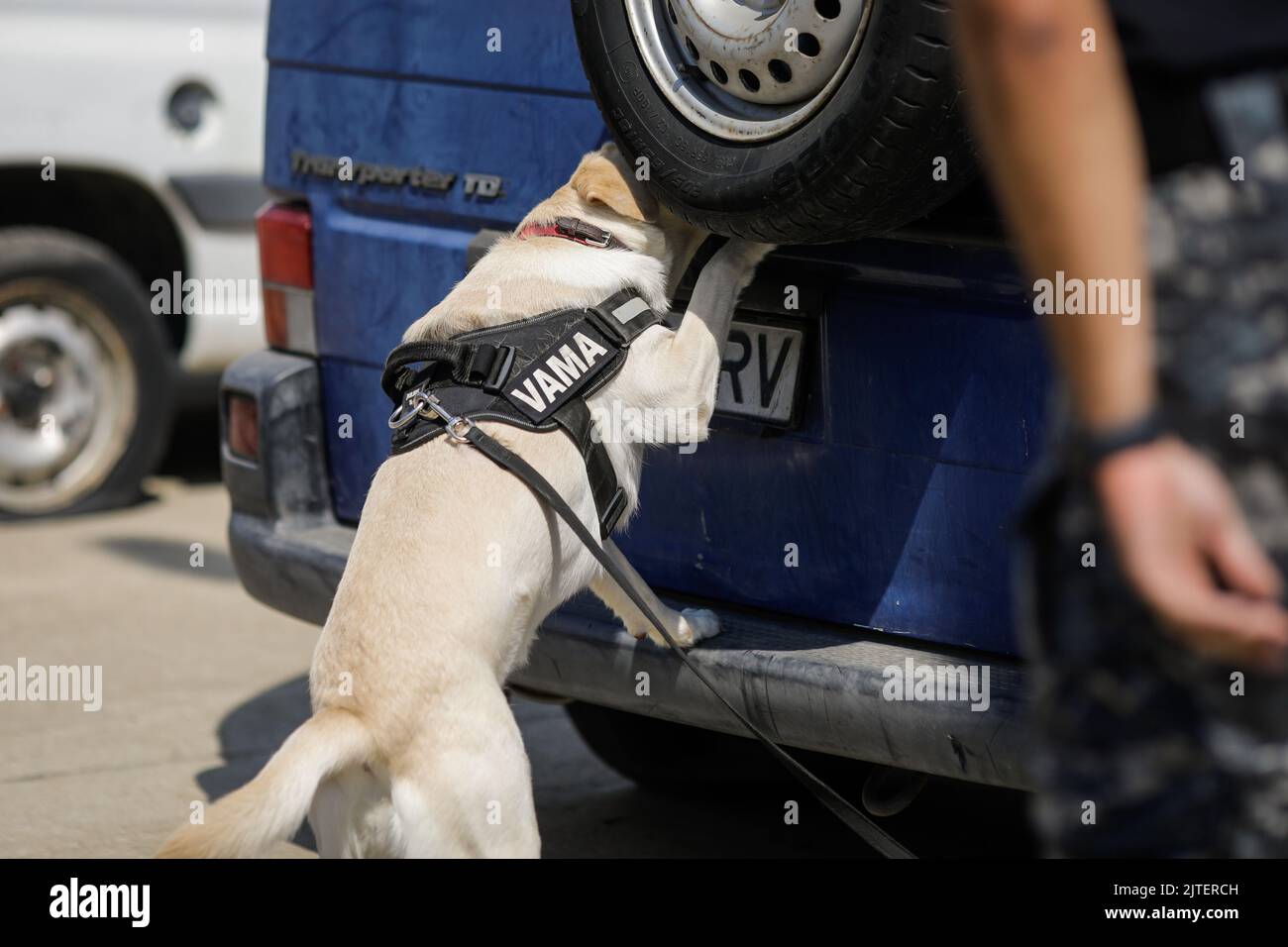 Bucarest, Romania - 30 agosto 2022: Ufficiale della dogana rumena treno un cane di servizio per rilevare droghe e munizioni vicino ad una macchina durante un trapano e. Foto Stock