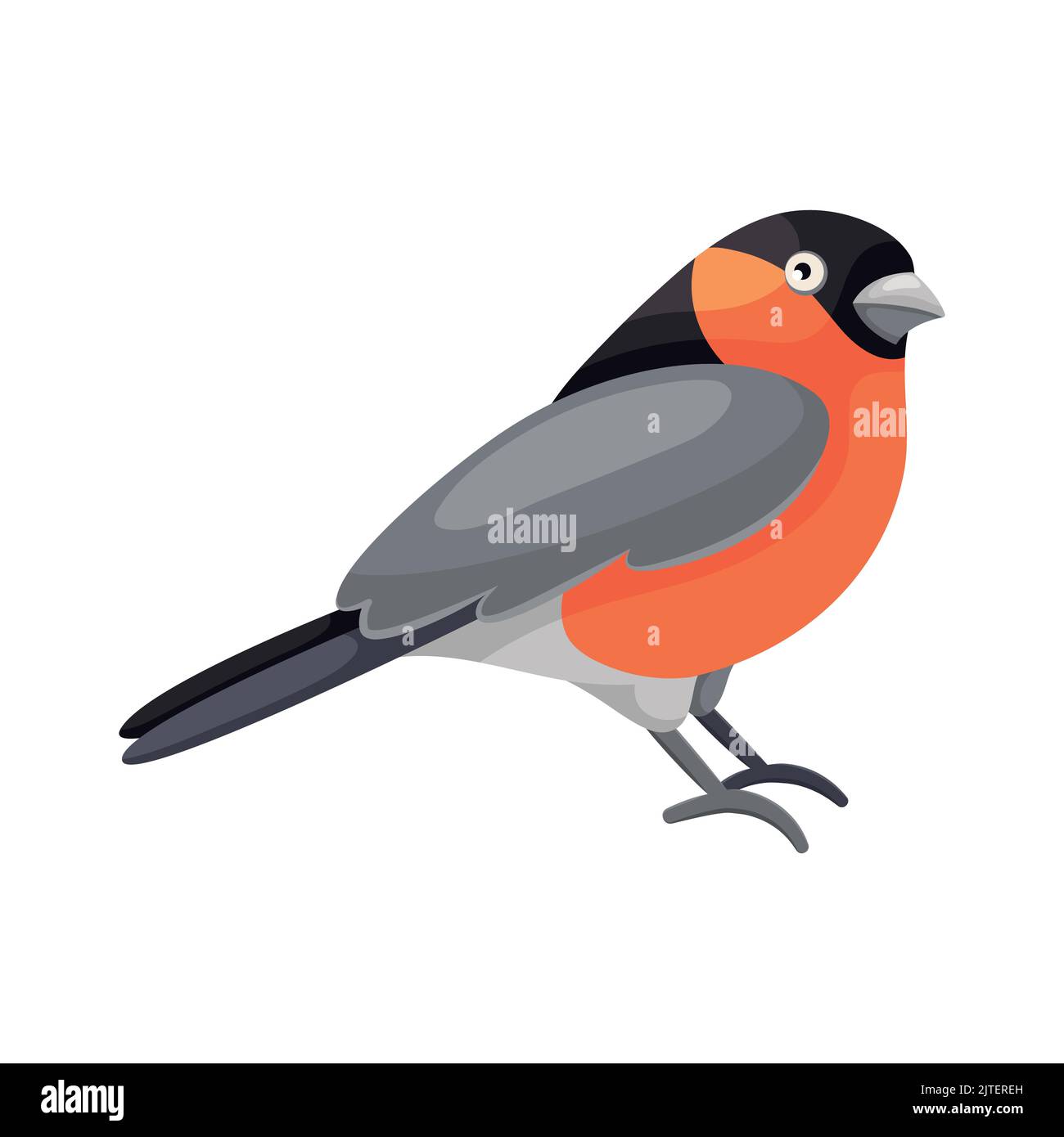 Cartoon seduta Bullfinch in stile piatto. Simpatico uccello colorato della città. Elemento isolato per la progettazione. Foto per il libro educativo dei bambini e l'enciclopedia ornitologica. Uccello comune europeo. Illustrazione Vettoriale