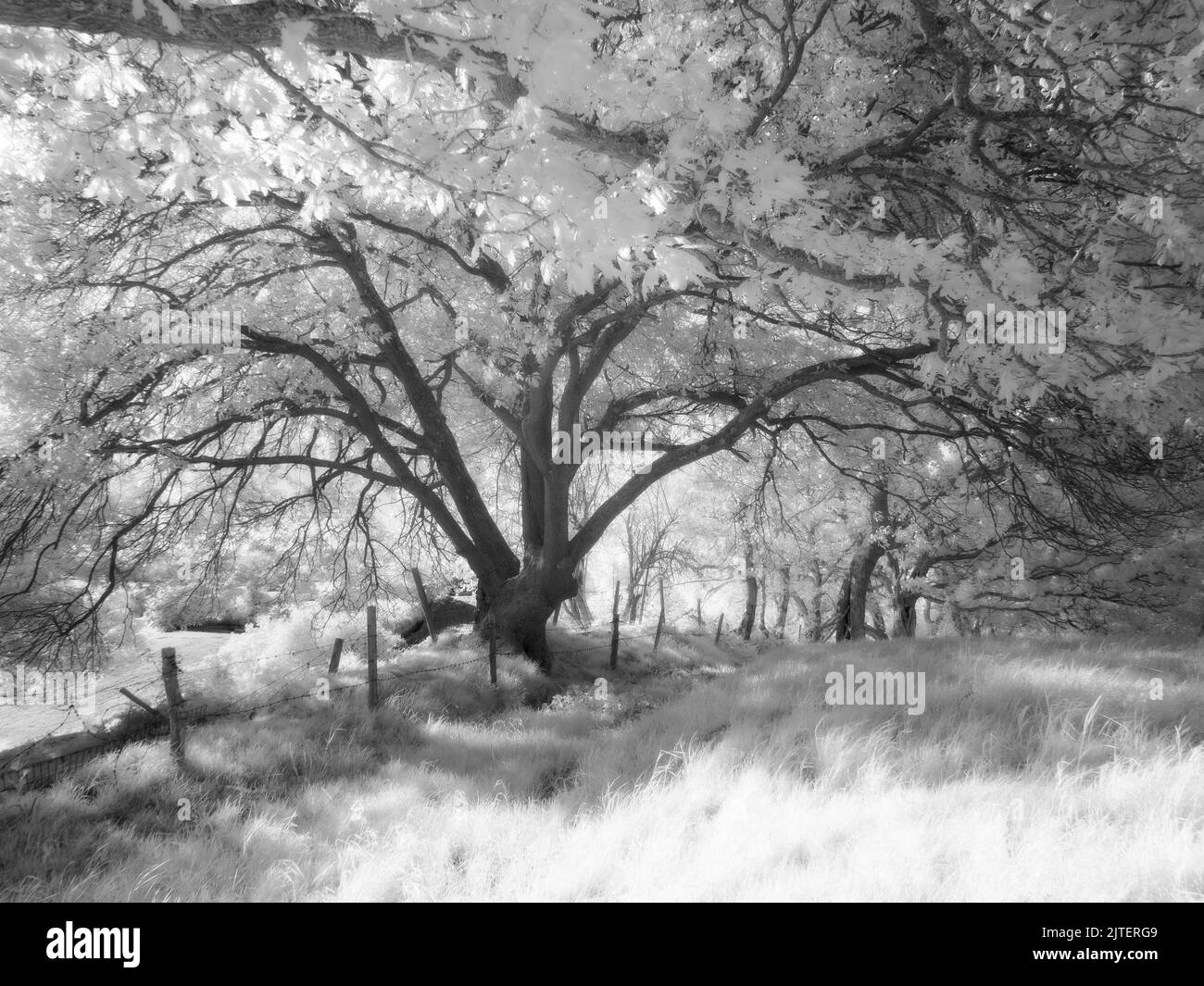 Fotografia a infrarossi in bianco e nero di querce sul paesaggio nazionale delle Quantock Hills. Somerset, Inghilterra. Foto Stock