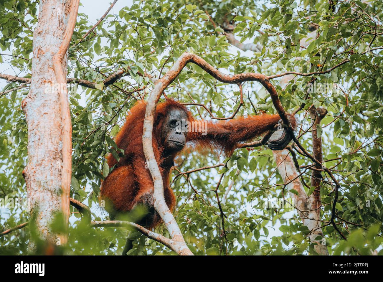 Orangutan nella giungla del Borneo, Indonesia. Foto Stock