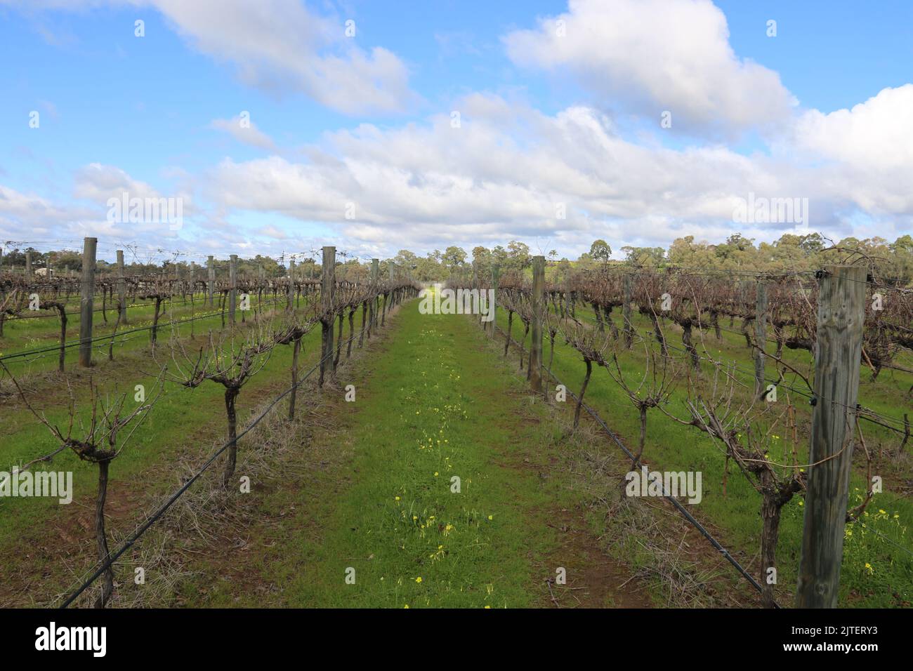 Vista di un vigneto con filari di vecchi vitigni, giorno di sole con fiori selvatici Foto Stock