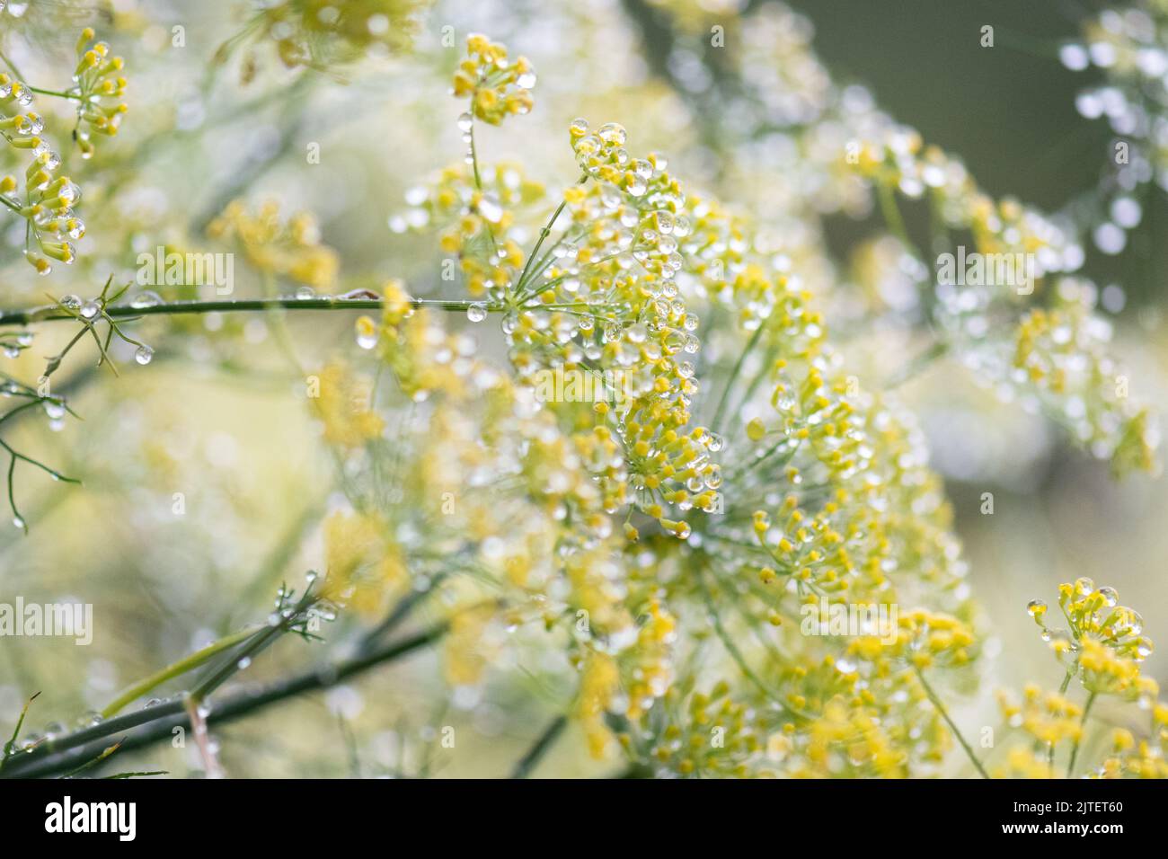 gocce di pioggia sui fiori di finocchio Foto Stock