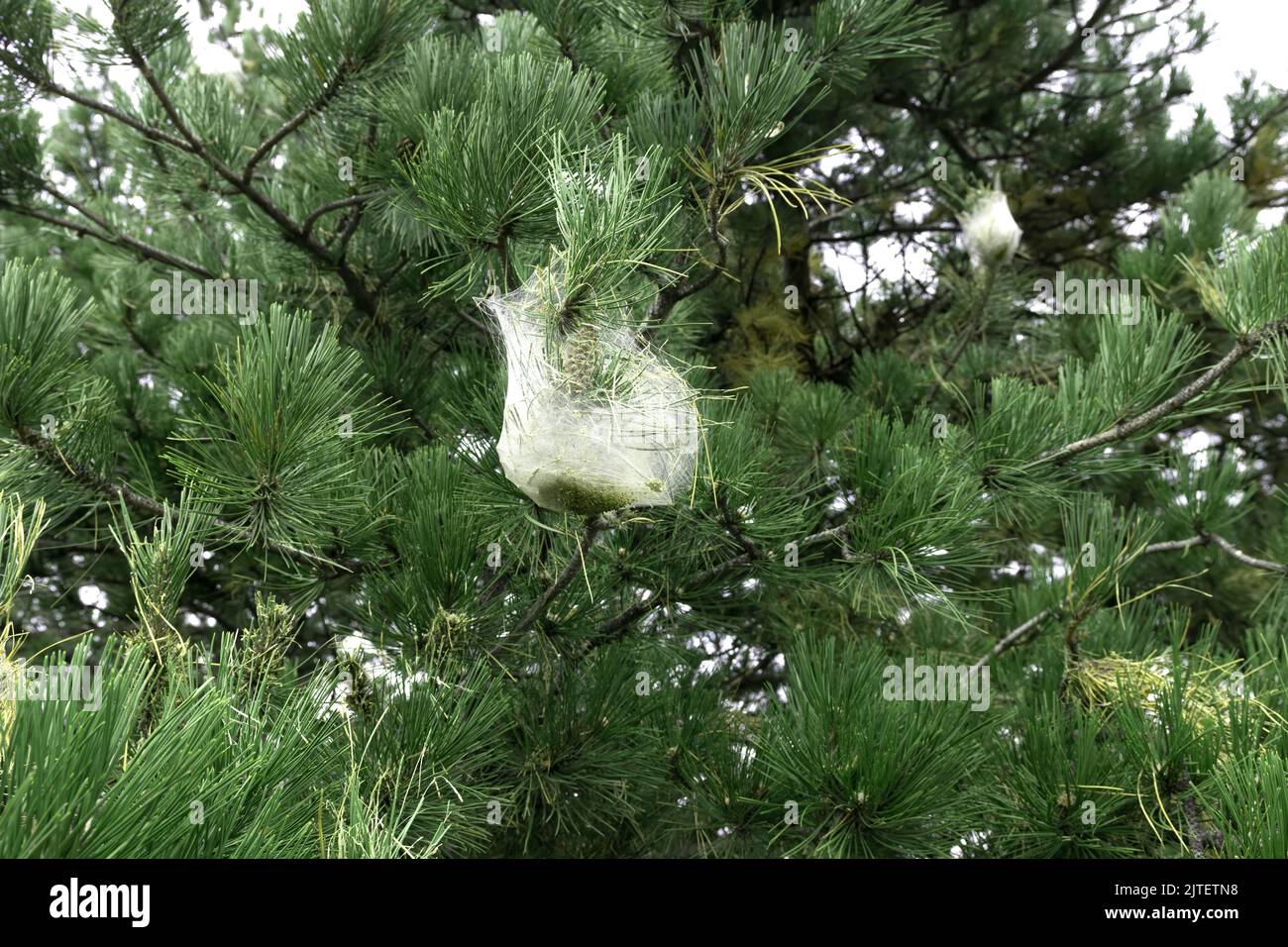 Nido di seta bianca costruito dal bruco del processionary del pino appeso ad un ramo, nome scientifico Thaumetopoea pityocampa Foto Stock