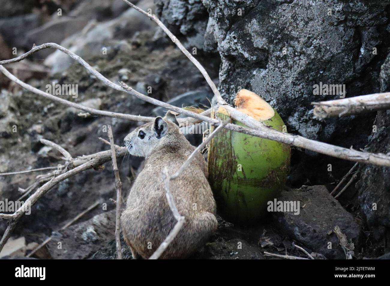 Moco, Kerodon rupestris, roditore della fauna brasiliana, animale tipico del nord-est brasiliano, vivono liberi nelle rocce Foto Stock