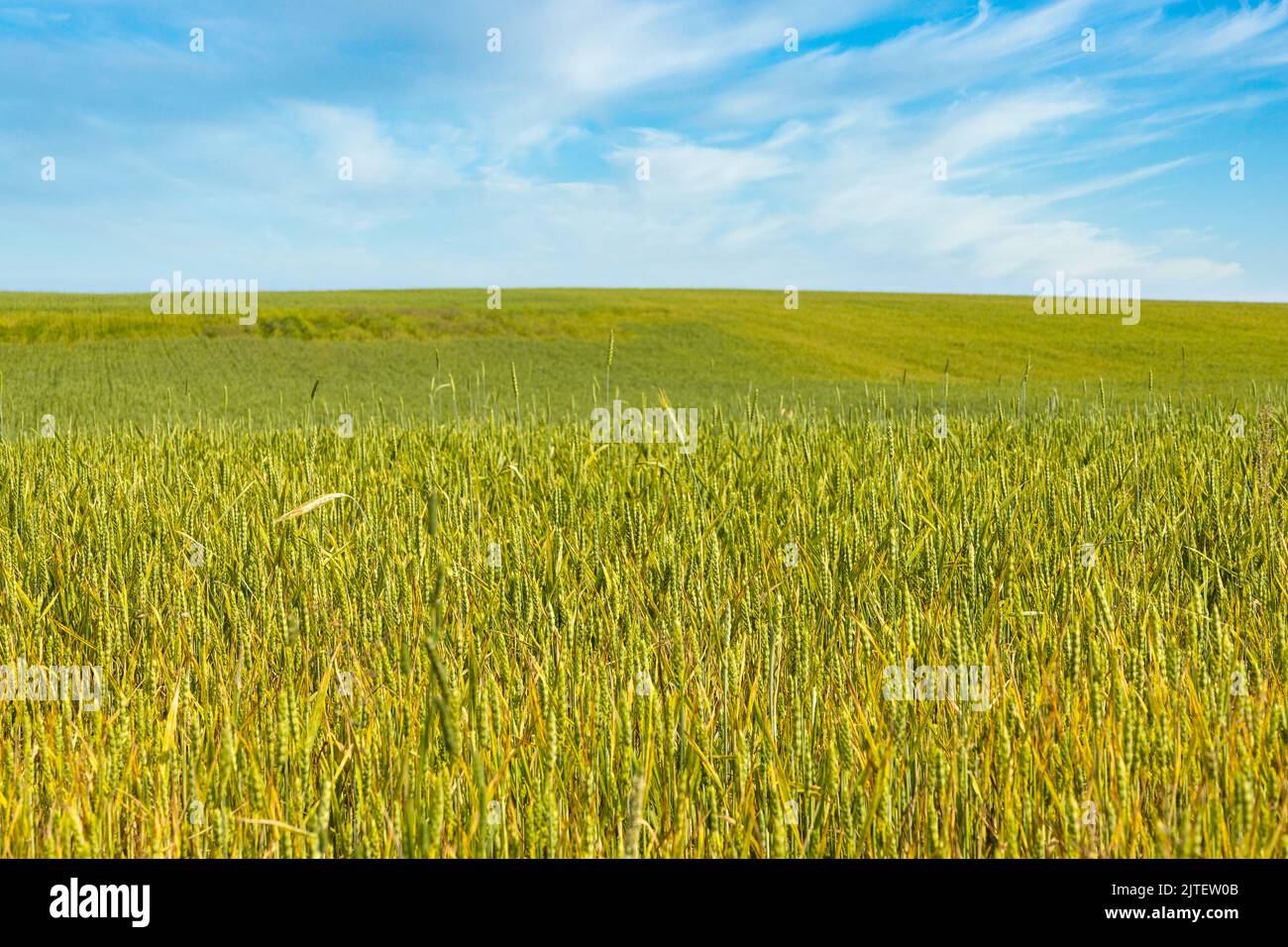 Spighe di grano campo di raccolto agricolo. Paesaggio rurale sotto la luce del sole splendente e cielo blu Foto Stock