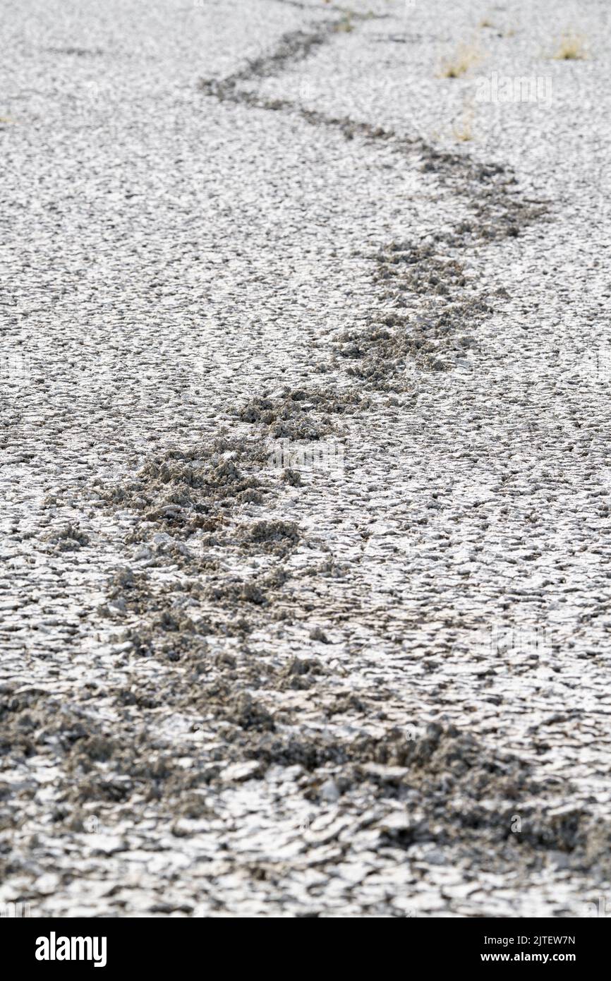 Tracce di un elefante che passa attraverso un'area di fango di argilla incrinato che viene asciugato in un lago. Parco Nazionale di Etosha, Namibia, Africa Foto Stock