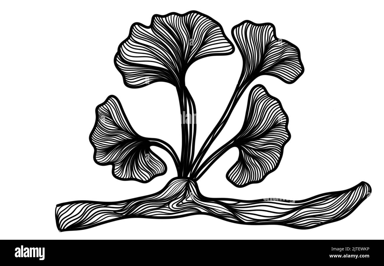 Una linea nera e bianca disegno di silhouette di ginkgo biloba foglie per sfondo, logo e altre esigenze di illustrazione Illustrazione Vettoriale