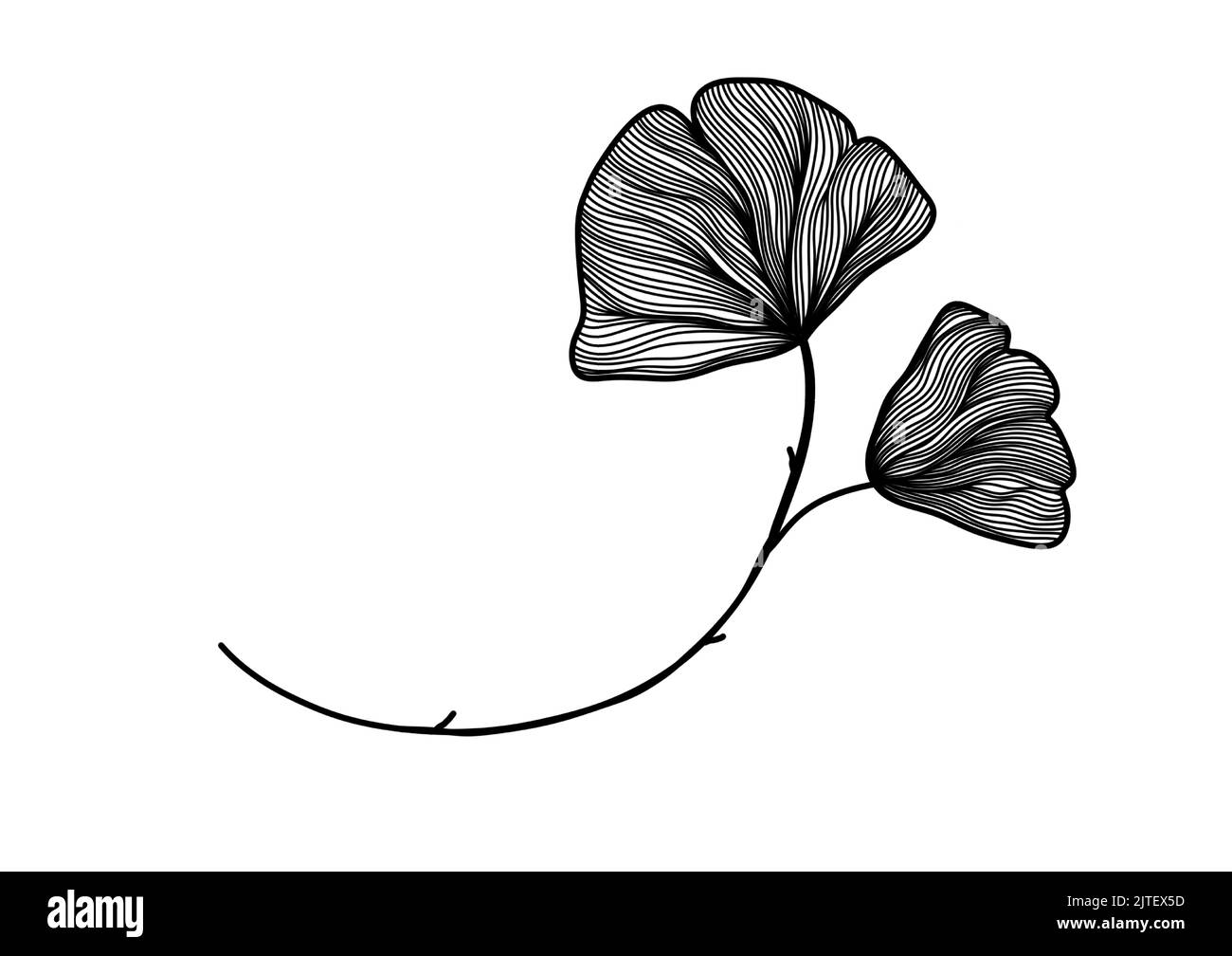 Una linea nera e bianca disegno di silhouette di ginkgo biloba foglie per sfondo, logo e altre esigenze di illustrazione Illustrazione Vettoriale
