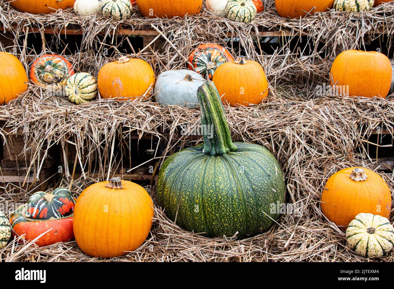 zucche grazie dando autunno e halloween sulla fattoria di zucca Foto Stock