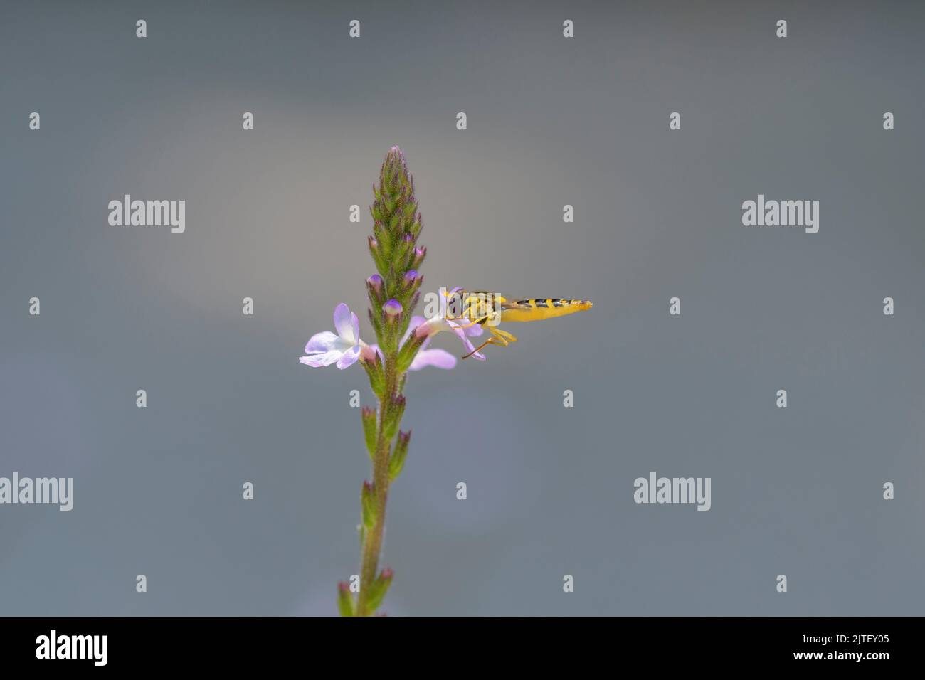 Pestemon Fly comune - Sphaerophoria Scripta con Verbena - Verbena officinalis Foto Stock