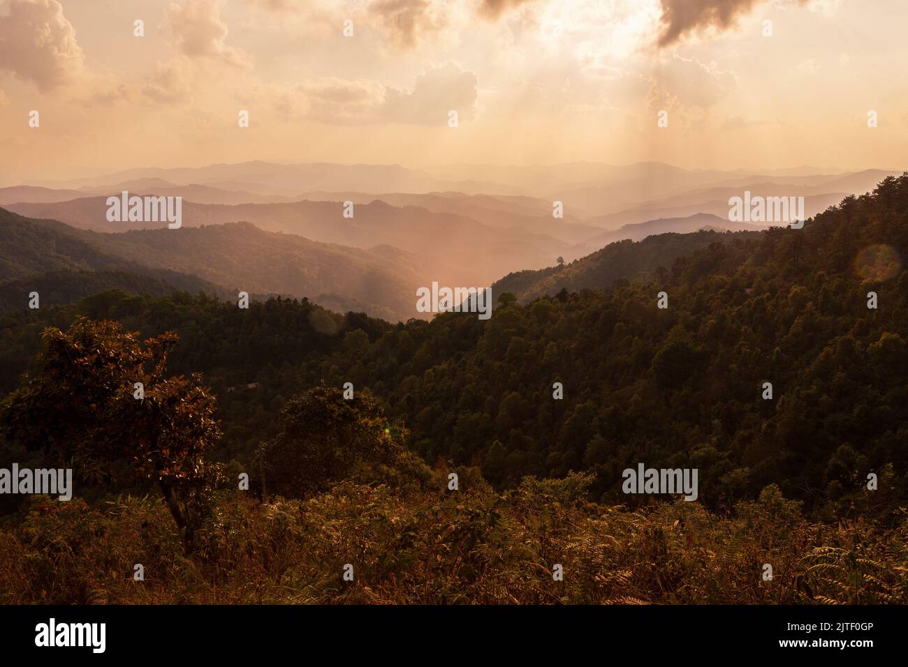 le linee e le montagne modello di foresta pluviale uno sfondo naturale Foto Stock
