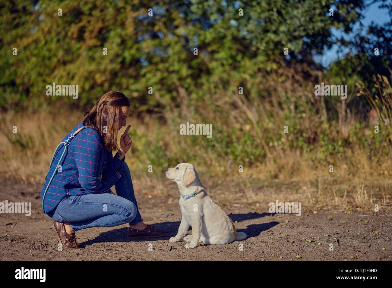 Felice brunetta donna di mezza età allenarsi con il suo piccolo Labrador Retriever cucciolo alla luce del sole d'oro, con spazio copia sopra Foto Stock