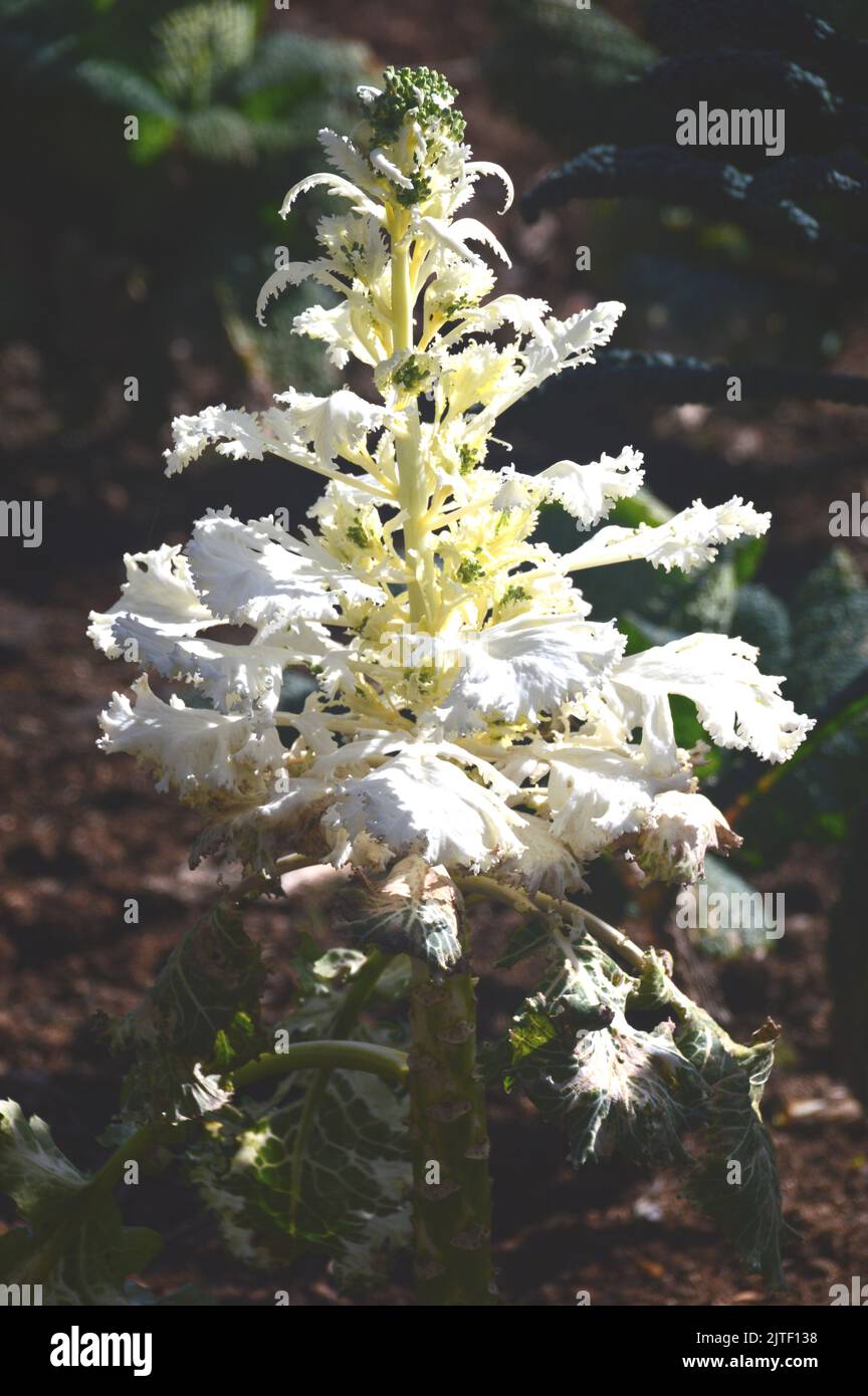 White Kale 'Emerald Ice' (cavolo in foglie) coltivato nel Kitchen Garden presso Sizergh Castle and Garden vicino a Kendal, Lake District National Park, Cumbria, Regno Unito Foto Stock