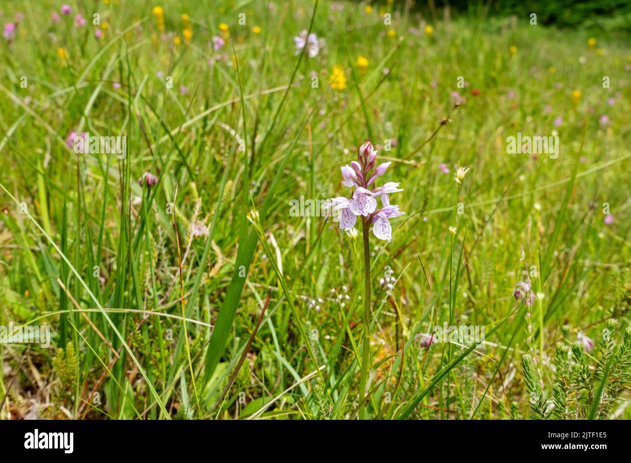 Primo piano di orchidee comuni macchiate (Dactylorhiza fuchsii) fiori fiori fiori selvatici fiori che crescono nella zona palude torbiere in estate Inghilterra Regno Unito Gran Bretagna Foto Stock