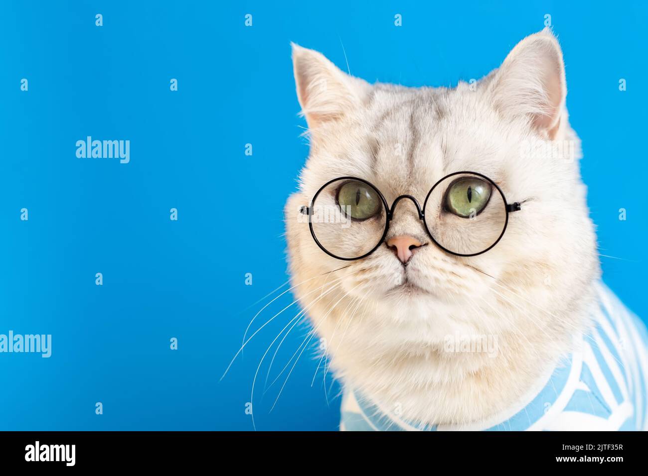 Ritratto di un divertente gatto bianco in occhiali e vestiti a righe su sfondo blu Foto Stock