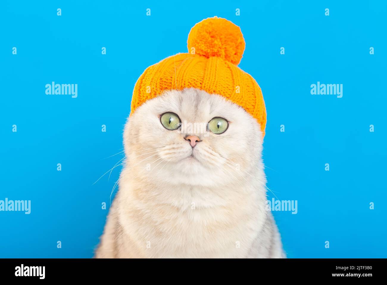 Cappello a maglia di gatto immagini e fotografie stock ad alta risoluzione  - Alamy