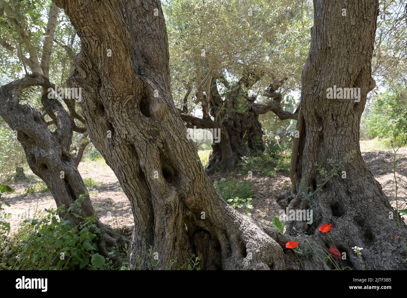 PALESTINA, Jenin, olivicoltura, ulivo di 200 anni dall'epoca dell'impero romano / PALÄSTINA, Jenin, Oliven Anbau, 2000 Jahre alter Olivenbaum aus der römischen Zeit Foto Stock