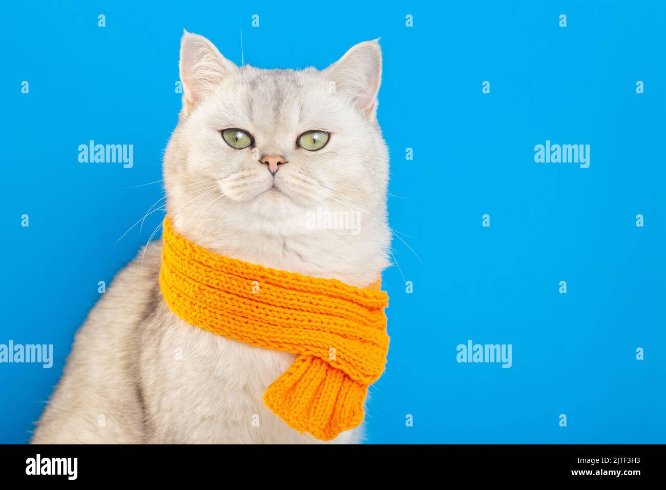 Un imponente gatto bianco seduto in una sciarpa a maglia arancione su sfondo blu. Foto Stock