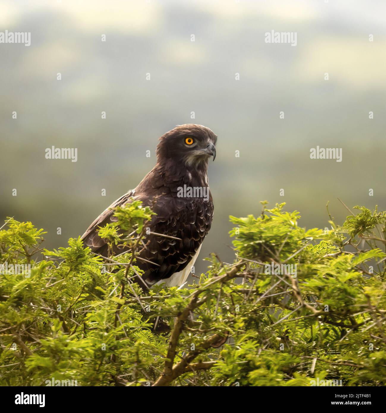 Aquila marziale, polemaetus bellicosus, arroccata nei rami spinosi di un albero di acacia nel Parco Nazionale della Regina Elisabetta, Uganda. Dorso morbido fogliame Foto Stock
