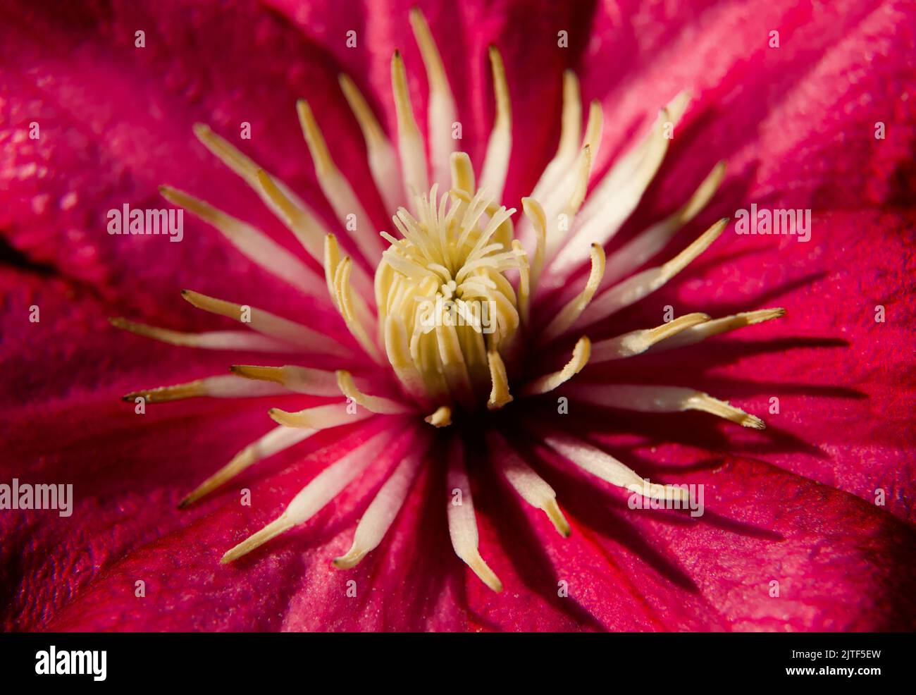 Clematis fiore da vicino Foto Stock