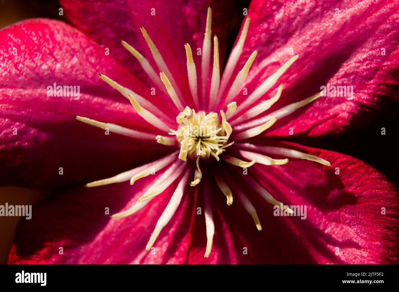 Clematis fiore da vicino Foto Stock