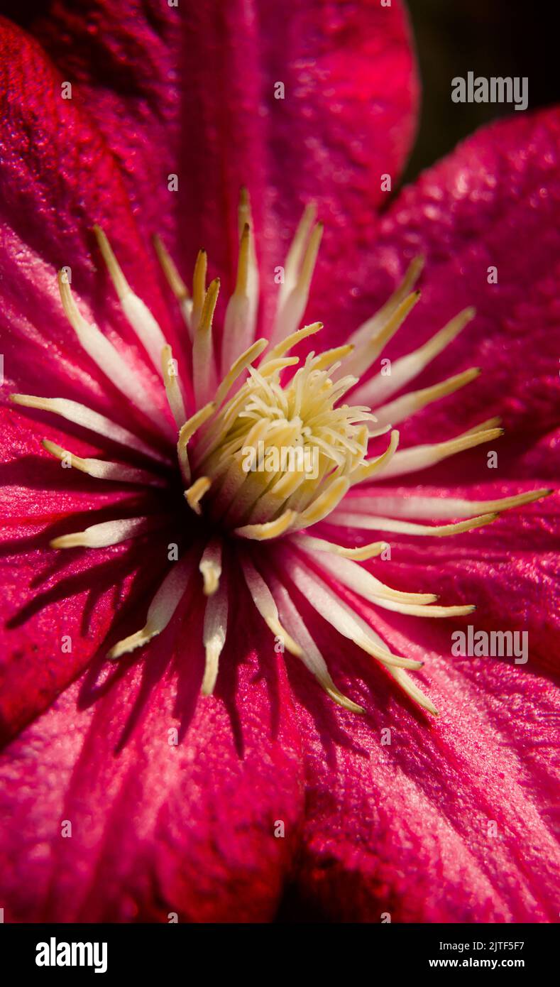 Clematis fiore da vicino Foto Stock