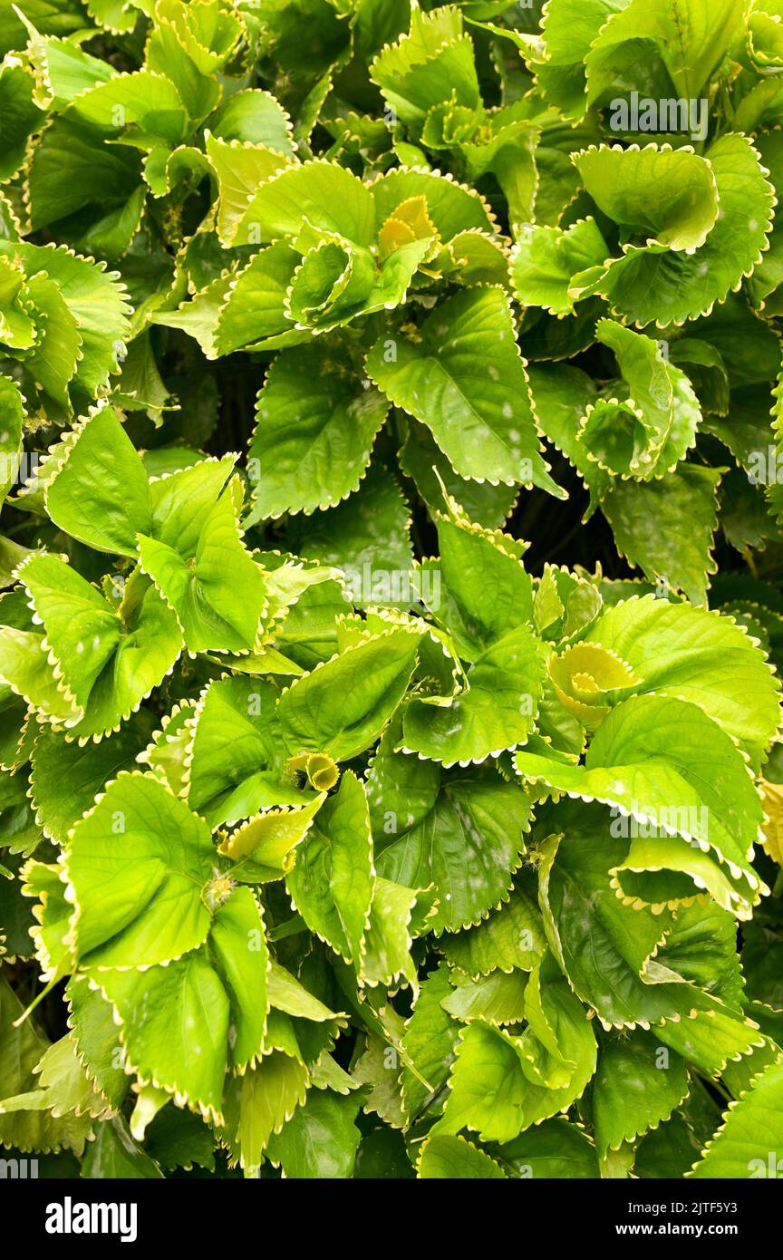 Primo piano verticale della pianta di Acalypha wilkesiana con foglie verdi vibranti. Verticale Foto di alta qualità Foto Stock