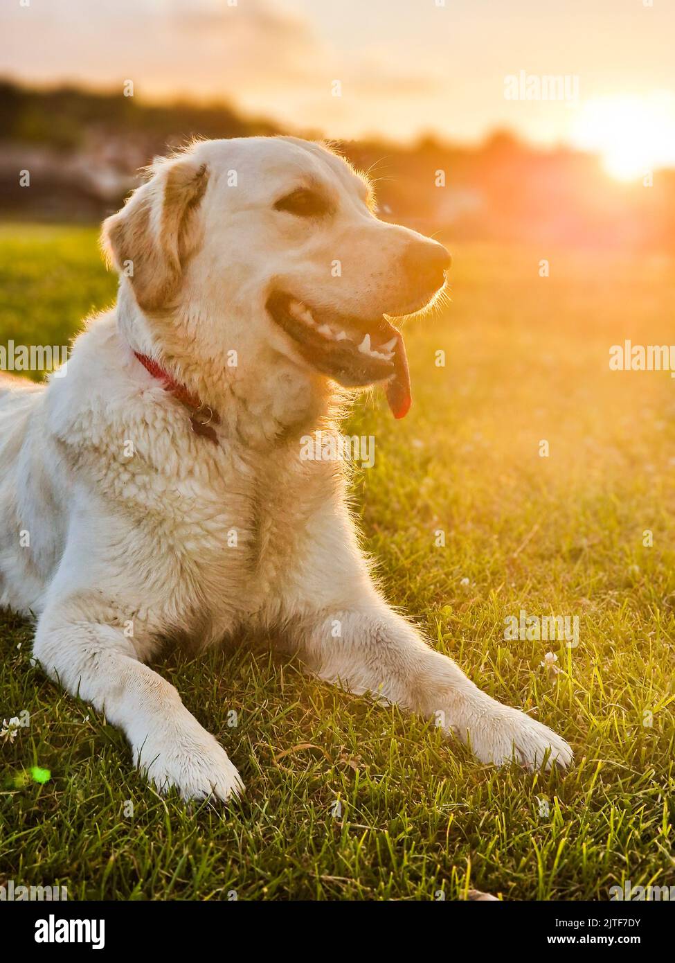 Giovane Golden Retriever al tramonto Foto Stock