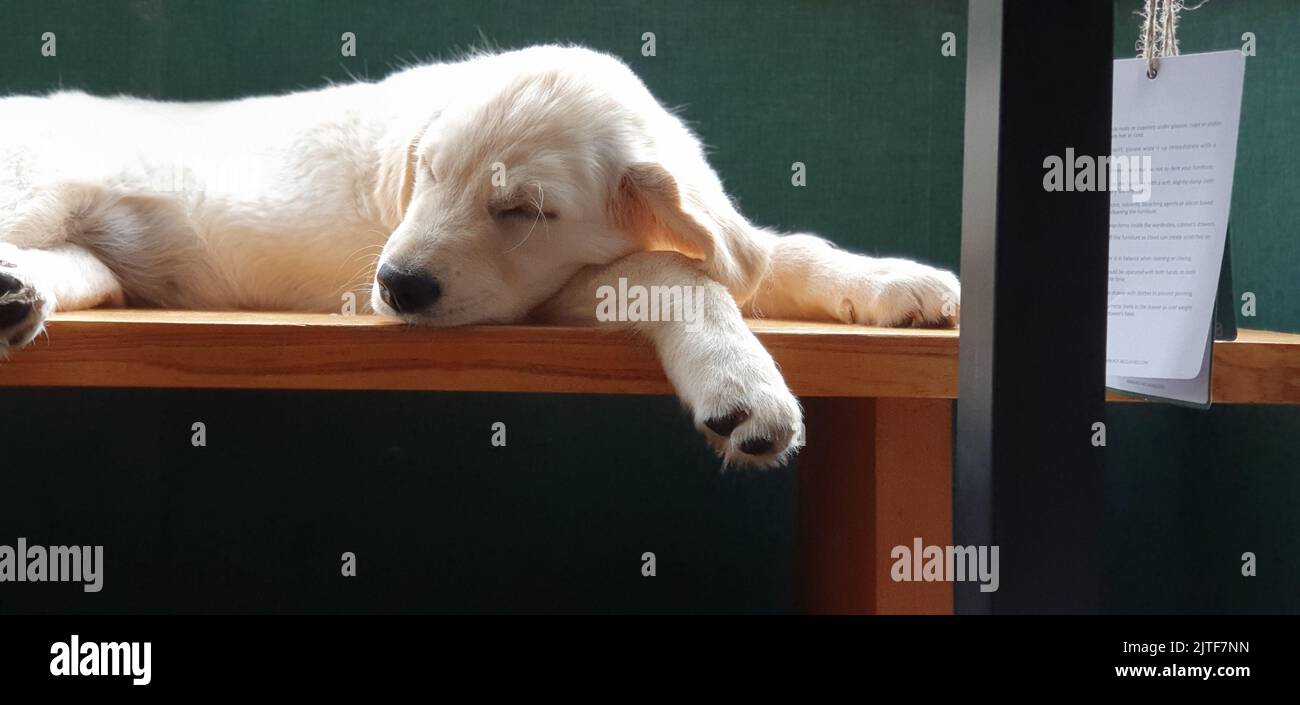 Golden Retriever Puppy dormire Foto Stock