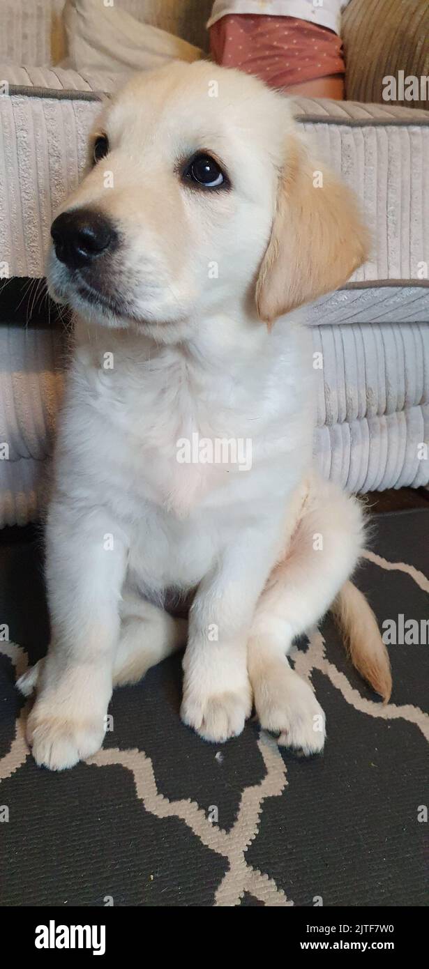 Golden Retriever cucciolo Foto Stock